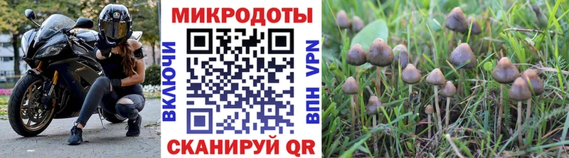 Галлюциногенные грибы Psilocybine cubensis  купить наркотики сайты  Зеленогорск 
