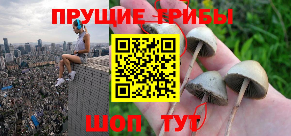 Галлюциногенные грибы прущие грибы  Вход с VPN  Зеленогорск 